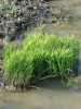 (前週からのつづき)は今以上に国産を選択するに違いない。写真は24日に田植を終えた病院の駐車場前の田圃。残った苗ではなく、苗を残して置いて、着き(生着)の悪い苗と植えかえるためで